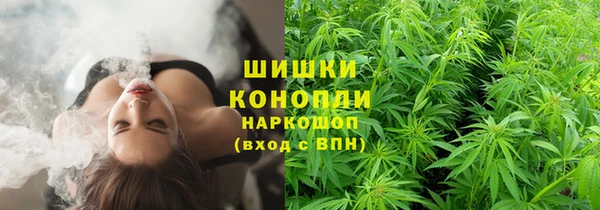 сатива Беломорск